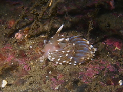 Facelina auriculata