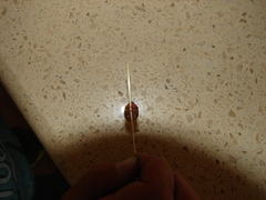 Paropsisterna basalis