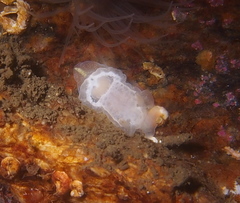 Goniodoris nodosa