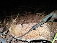 Eutropis rugifera