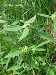 Spermacoce densiflora