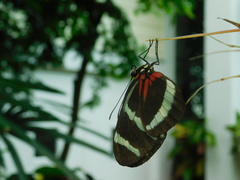 Heliconius erato lativitta