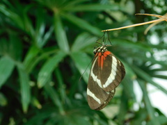 Heliconius erato lativitta