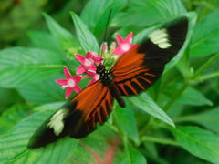 Heliconius erato lativitta