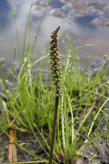 Cycnogeton multifructum