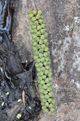 Cycnogeton multifructum