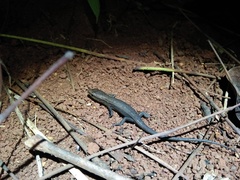 Eutropis rugifera