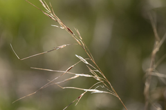 Austrostipa pubinodis