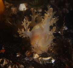 Dendronotus lacteus