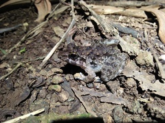 Limnonectes macrodon