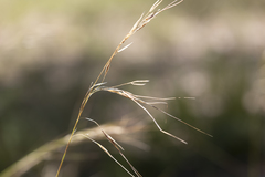 Austrostipa pubinodis