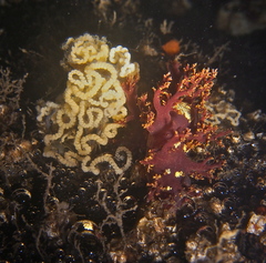 Dendronotus lacteus