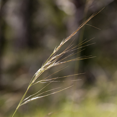 Austrostipa semibarbata