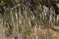 Austrostipa semibarbata