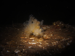 Dendronotus lacteus