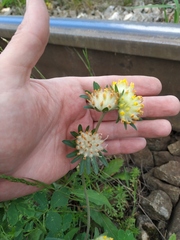 Anthyllis vulneraria polyphylla