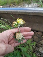 Anthyllis vulneraria polyphylla