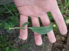 Anthyllis vulneraria polyphylla