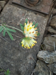 Anthyllis vulneraria polyphylla