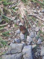 Lycaena boldenarum