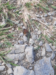 Lycaena boldenarum