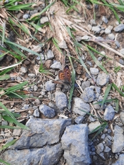 Lycaena boldenarum