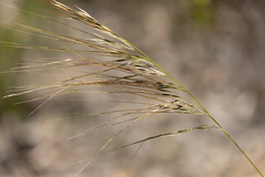 Austrostipa semibarbata