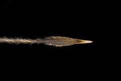 Austrostipa semibarbata