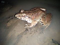 Limnonectes macrodon