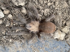 Aphonopelma anax