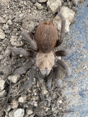 Aphonopelma anax