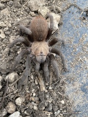 Aphonopelma anax
