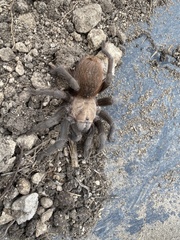 Aphonopelma anax