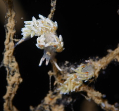 Rubramoena rubescens