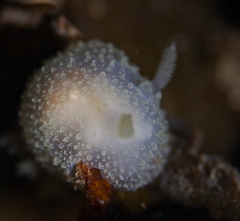 Acanthodoris pilosa