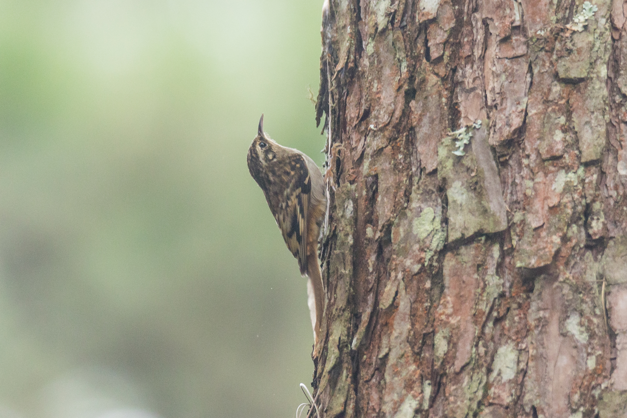 Hume's Treecreeper