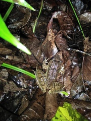 Limnonectes microdiscus