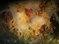 Dendronotus lacteus