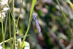 Austrocoenagrion lyelli