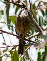 Pachycephala olivacea