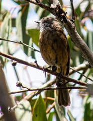 Pachycephala olivacea