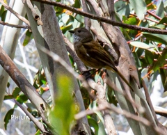 Pachycephala olivacea