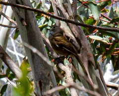 Pachycephala olivacea