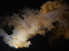 Dendronotus lacteus