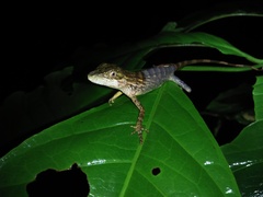 Pseudocalotes tympanistriga