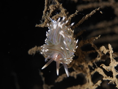 Facelina auriculata
