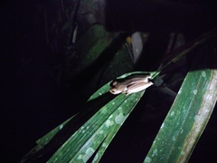 Rhacophorus margaritifer