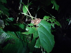 Rhacophorus margaritifer