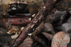 Phloeomana alba