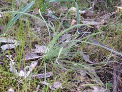 Poa morrisii